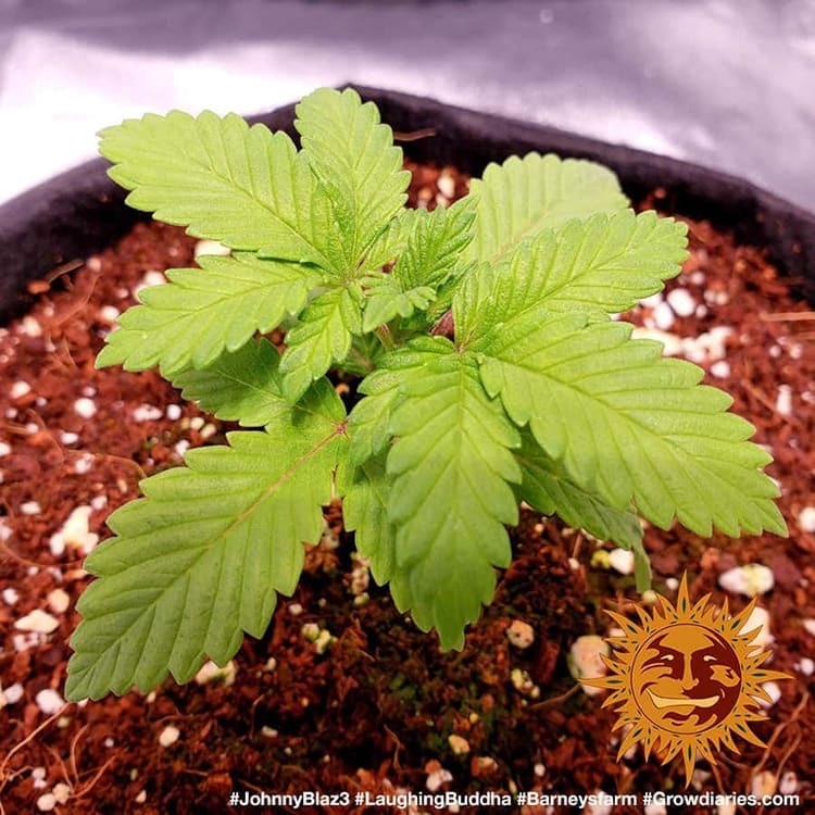 Barney's Farm - Laughing Buddha (fem.)