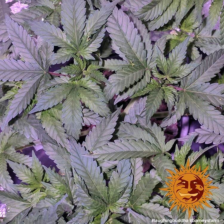 Barney's Farm - Laughing Buddha (fem.)