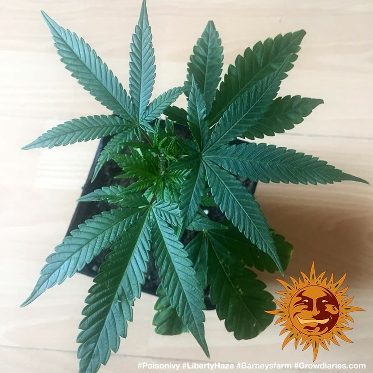 Barney's Farm - Liberty Haze (fem.)