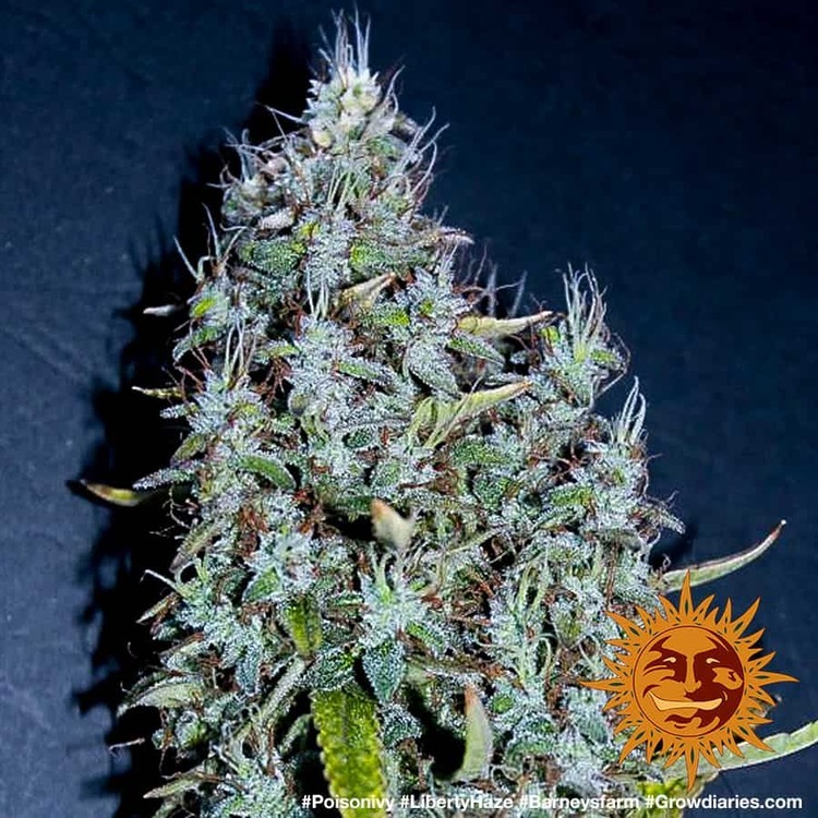 Barney's Farm - Liberty Haze (fem.)