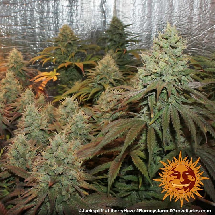 Barney's Farm - Liberty Haze (fem.)