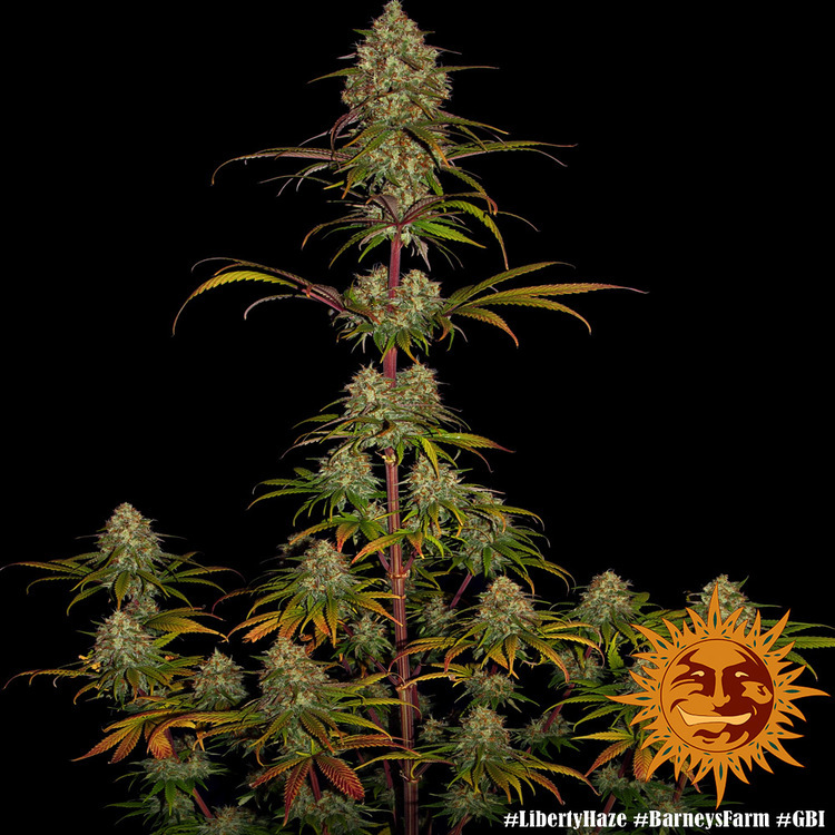 Barney's Farm - Liberty Haze (fem.)