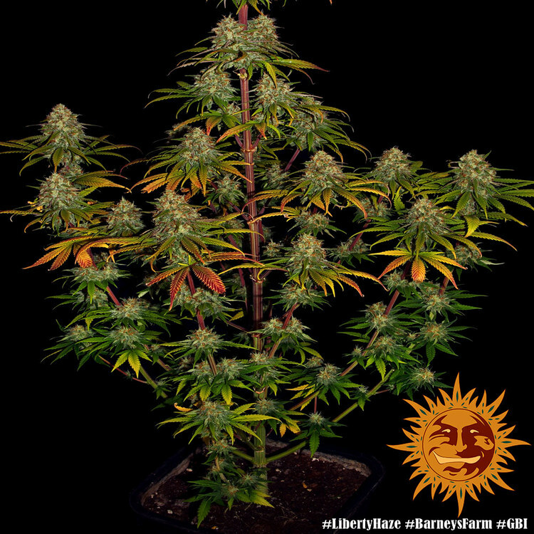 Barney's Farm - Liberty Haze (fem.)