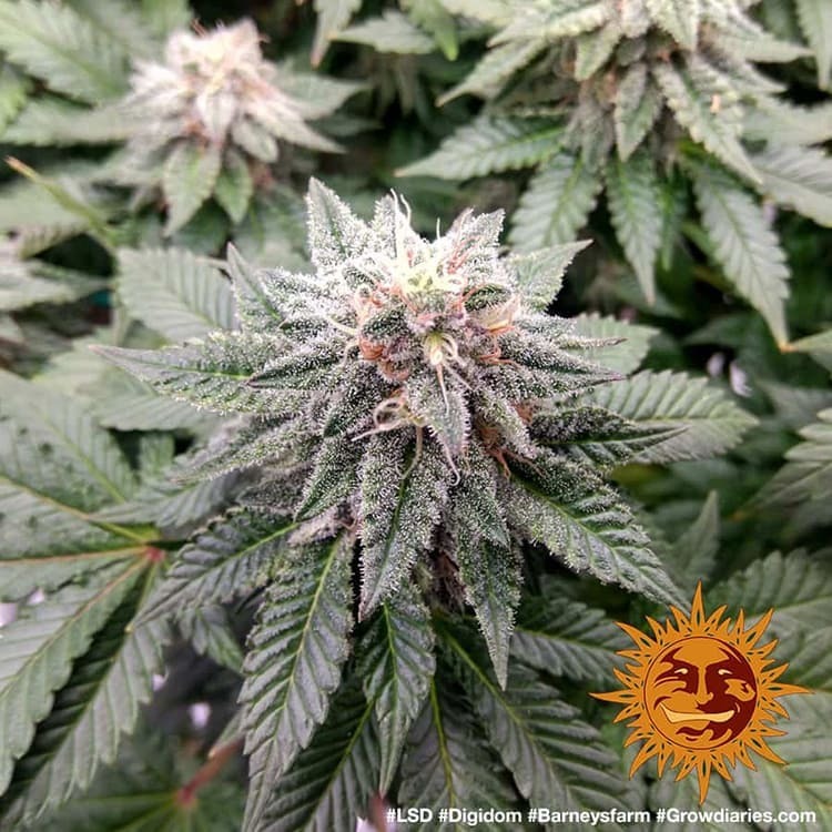 Barney's Farm - LSD (fem.)