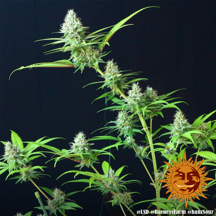 Barney's Farm - LSD (fem.)