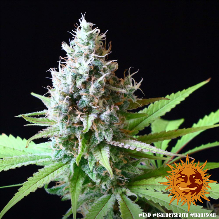 Barney's Farm - LSD (fem.)