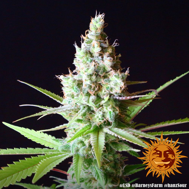 Barney's Farm - LSD (fem.)