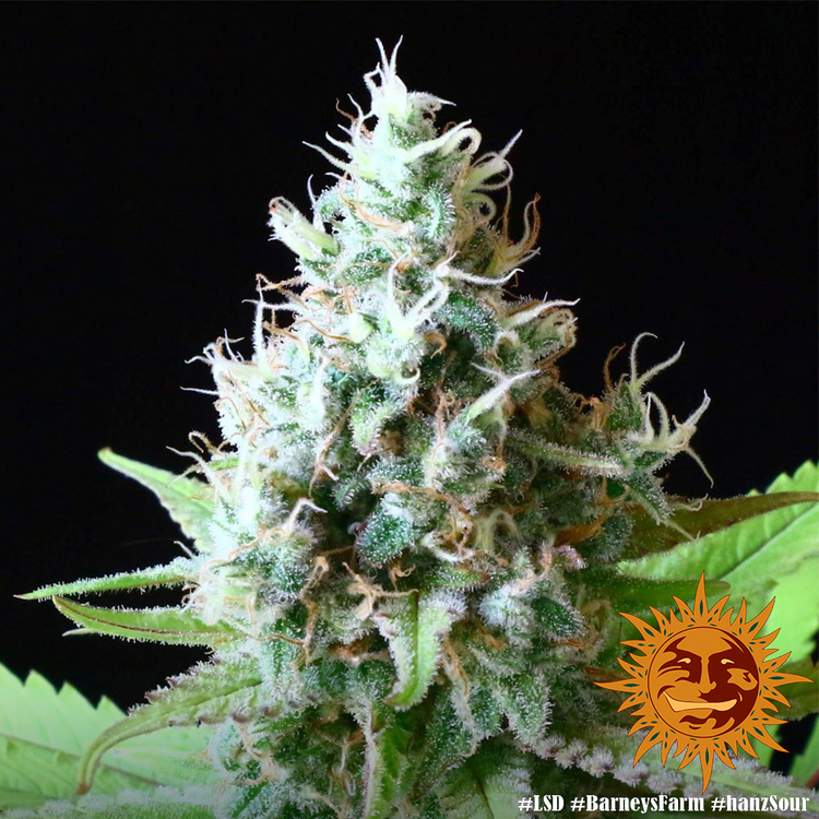 Barney's Farm - LSD (fem.)
