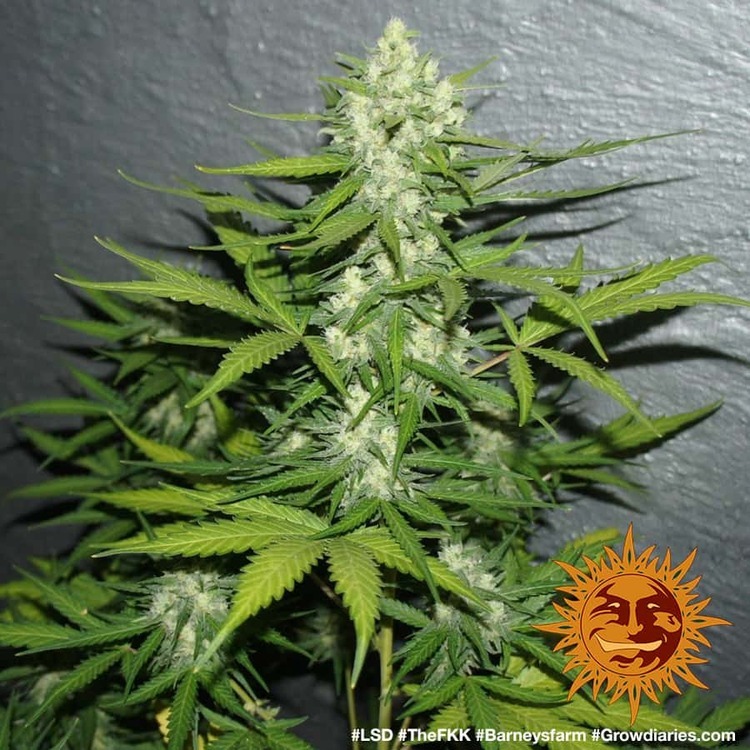 Barney's Farm - LSD (fem.)