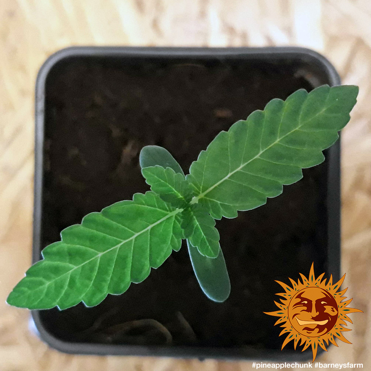 Barney's Farm - Pineapple Chunk (fem.)