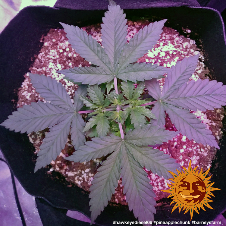 Barney's Farm - Pineapple Chunk (fem.)