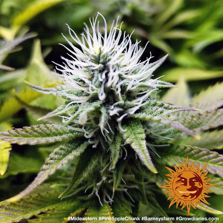 Barney's Farm - Pineapple Chunk (fem.)
