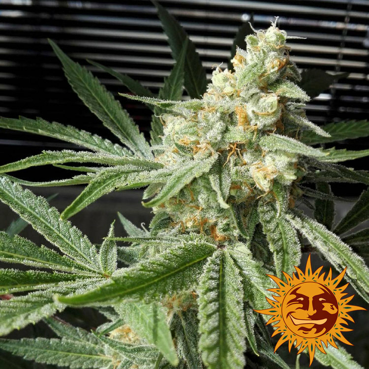 Barney's Farm - Pineapple Chunk (fem.)
