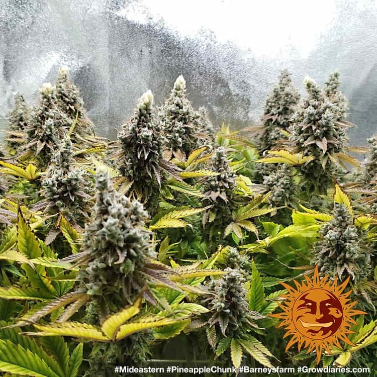 Barney's Farm - Pineapple Chunk (fem.)