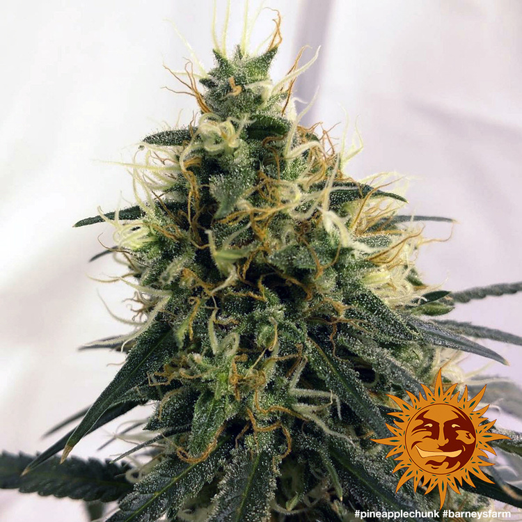 Barney's Farm - Pineapple Chunk (fem.)
