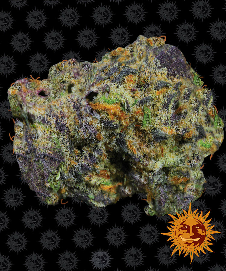 Barney's Farm - Runtz Muffin (fem.)