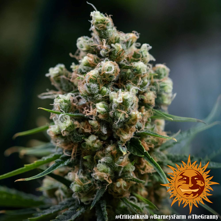 Barney's Farm - Critical Kush (fem.) 🏆