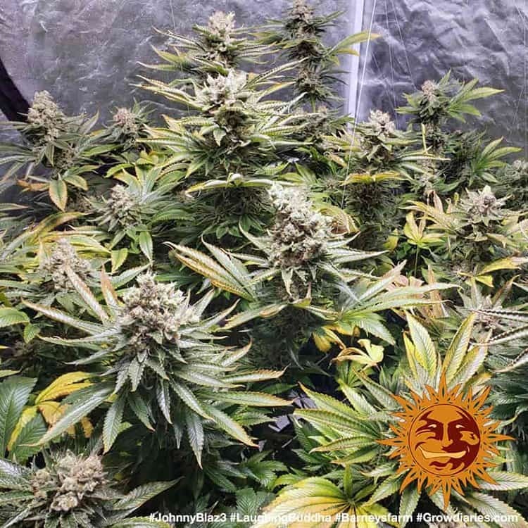 Barney's Farm - Laughing Buddha (fem.)