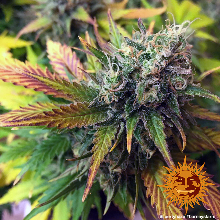 Barney's Farm - Liberty Haze (fem.)