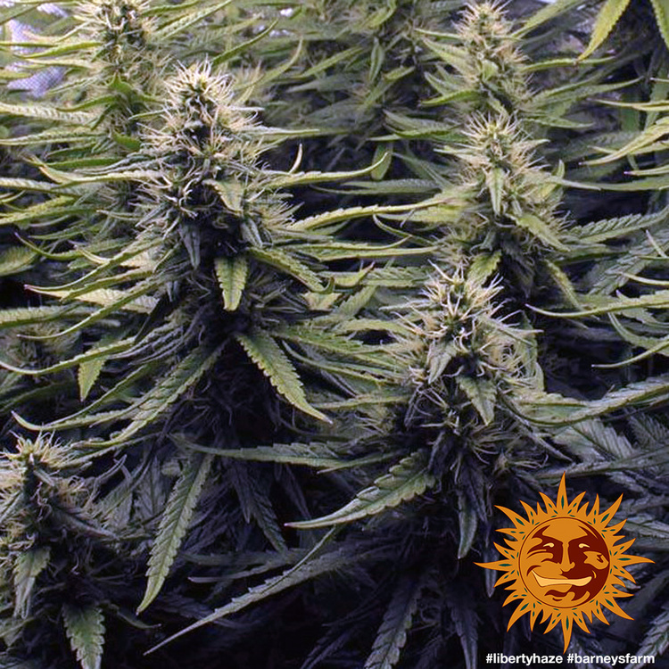 Barney's Farm - Liberty Haze (fem.)