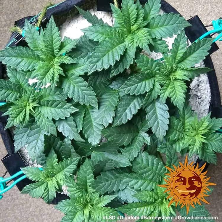 Barney's Farm - LSD (fem.)