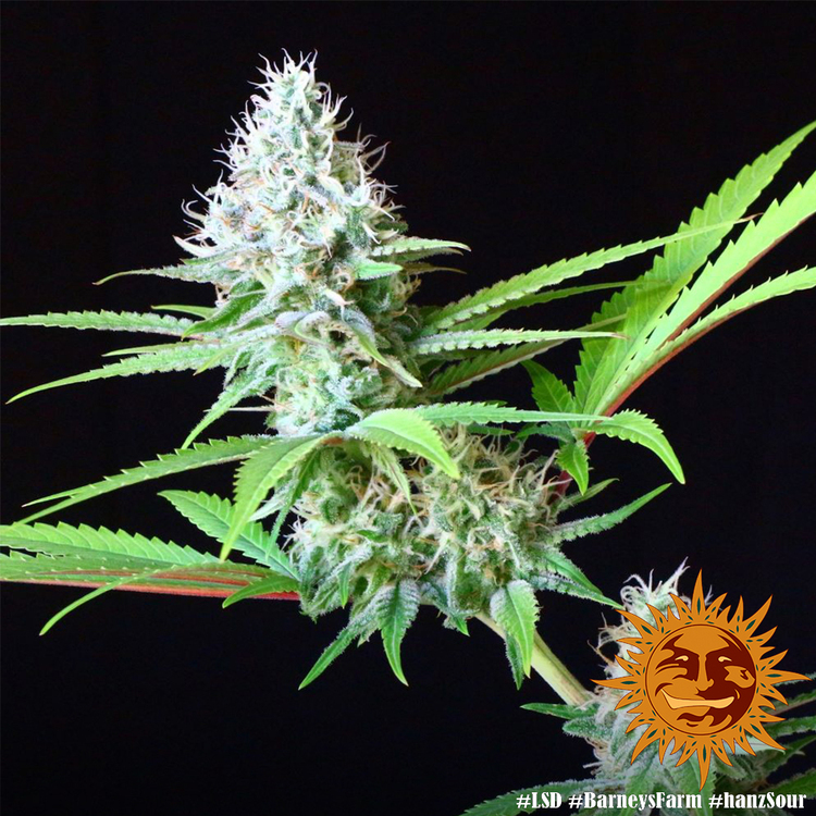 Barney's Farm - LSD (fem.)