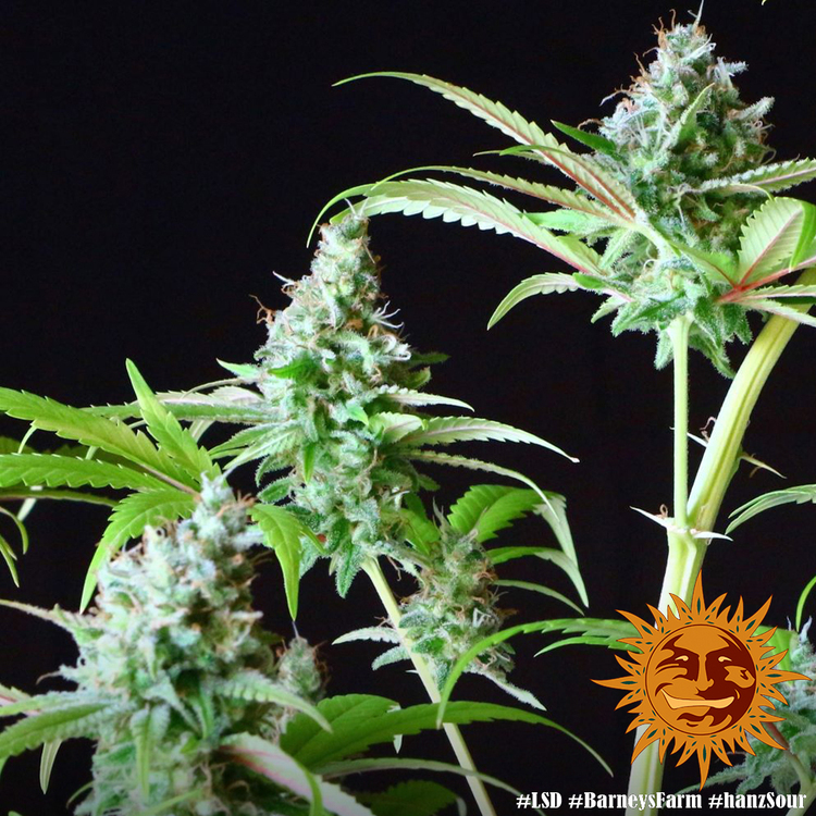 Barney's Farm - LSD (fem.)