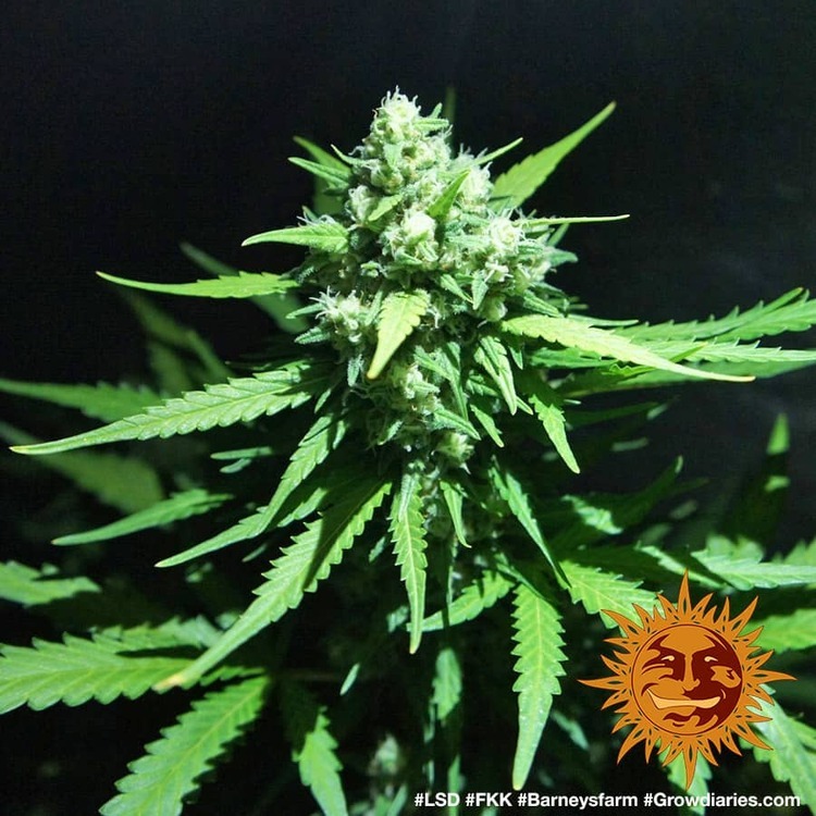 Barney's Farm - LSD (fem.)