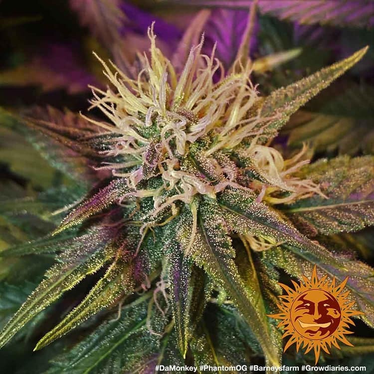 Barney's Farm - Phantom OG (fem.)