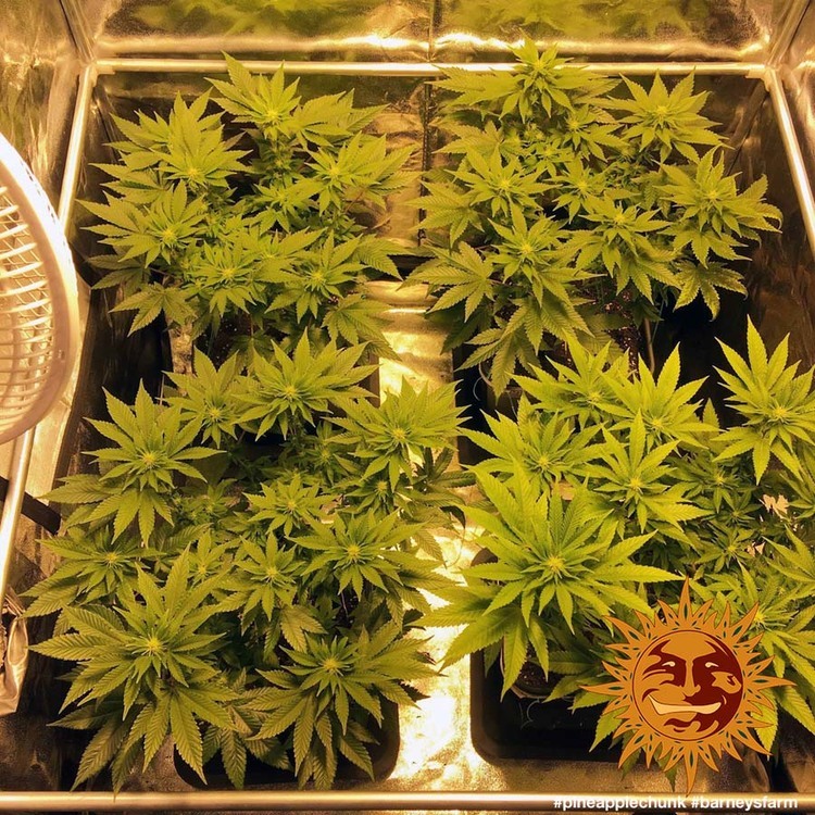 Barney's Farm - Pineapple Chunk (fem.)
