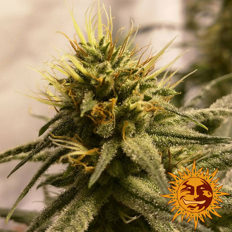 Barney's Farm - Pineapple Chunk (fem.)