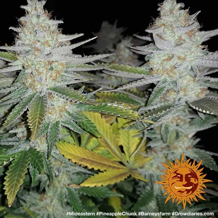Barney's Farm - Pineapple Chunk (fem.)