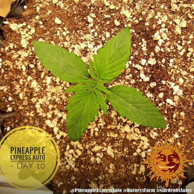 Barney's Farm - Pineapple Express Auto (auto/fem.)