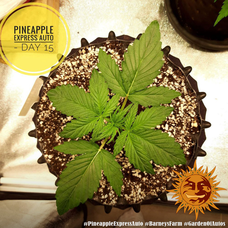 Barney's Farm - Pineapple Express Auto (auto/fem.)