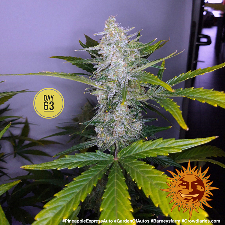 Barney's Farm - Pineapple Express Auto (auto/fem.)