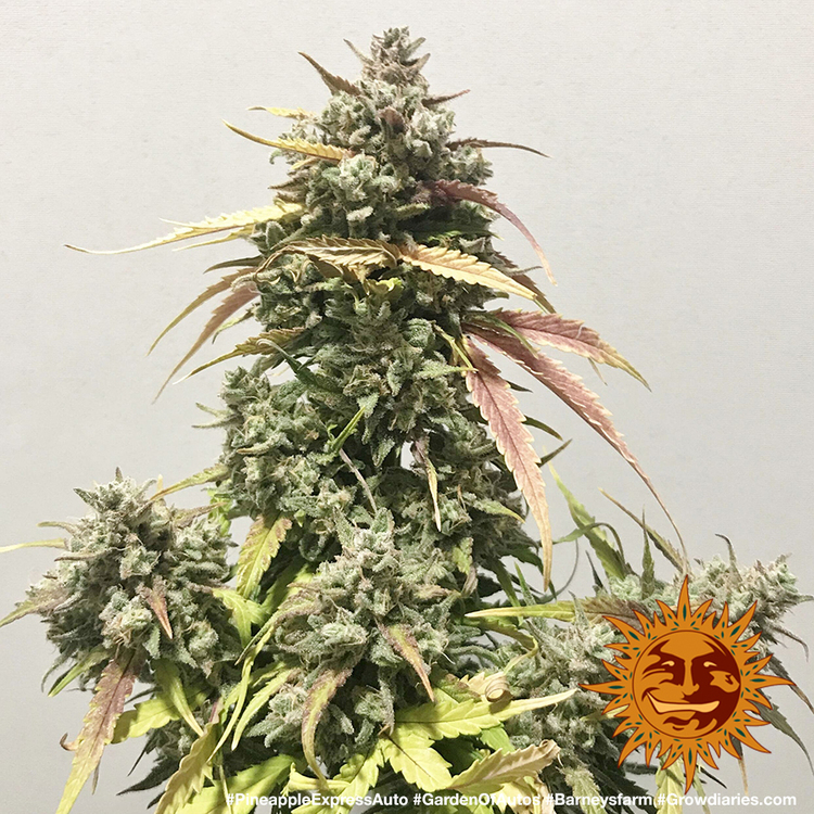 Barney's Farm - Pineapple Express Auto (auto/fem.)