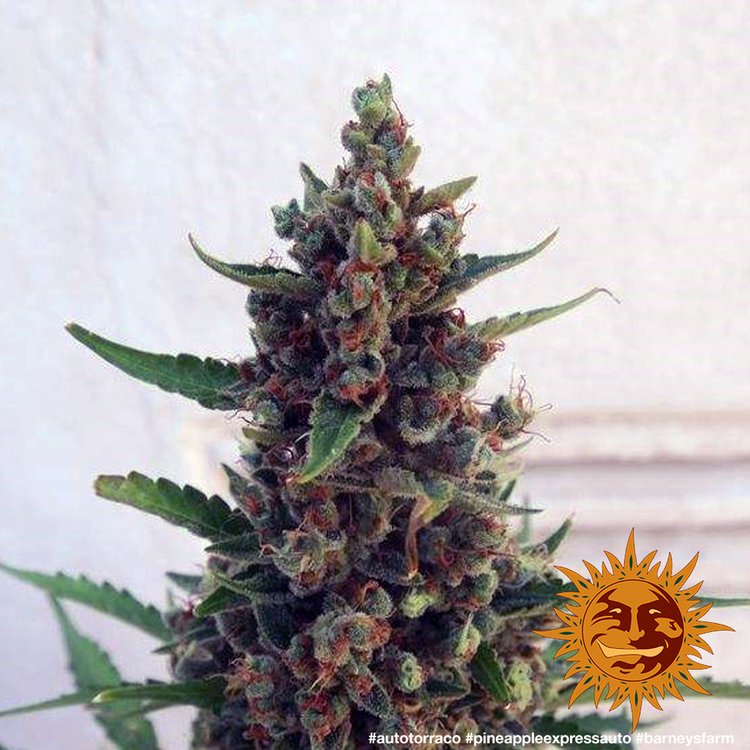 Barney's Farm - Pineapple Express Auto (auto/fem.)