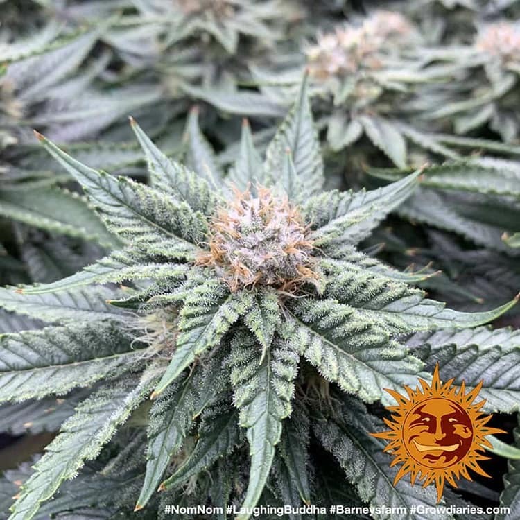 Barney's Farm - Laughing Buddha (fem.)