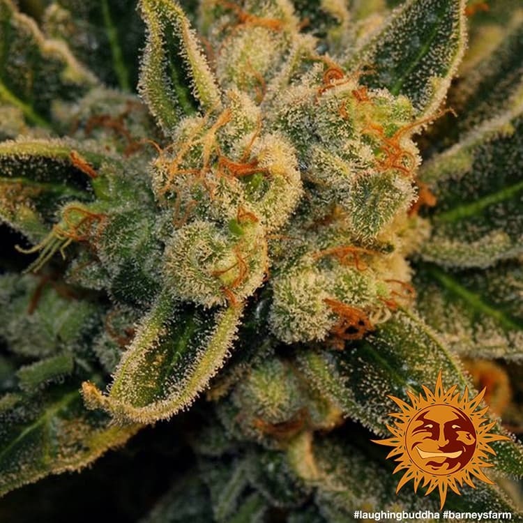 Barney's Farm - Laughing Buddha (fem.)