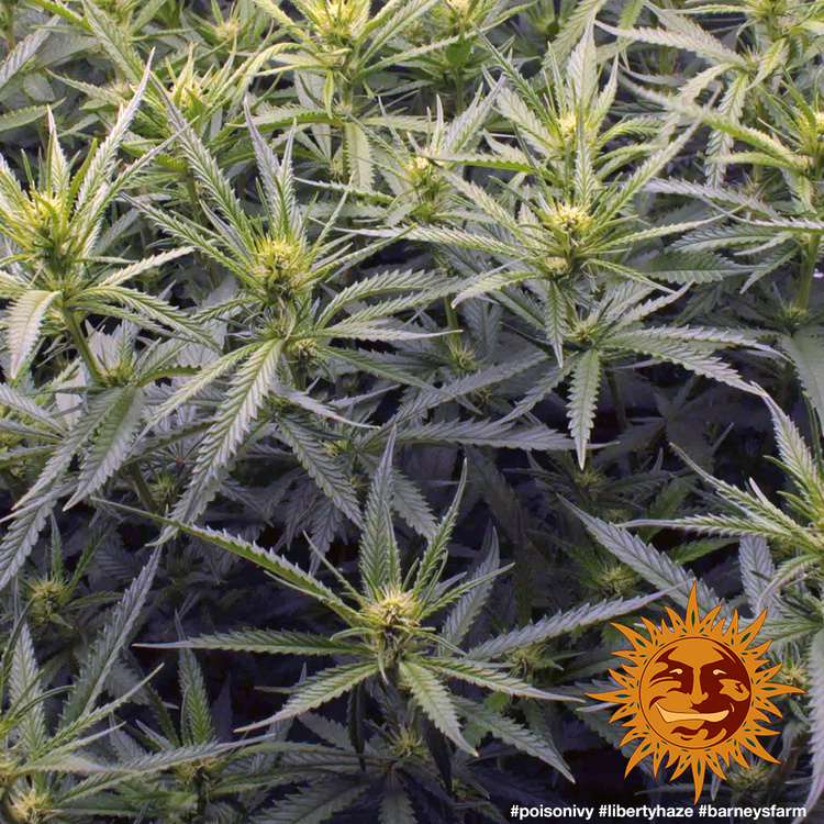 Barney's Farm - Liberty Haze (fem.)