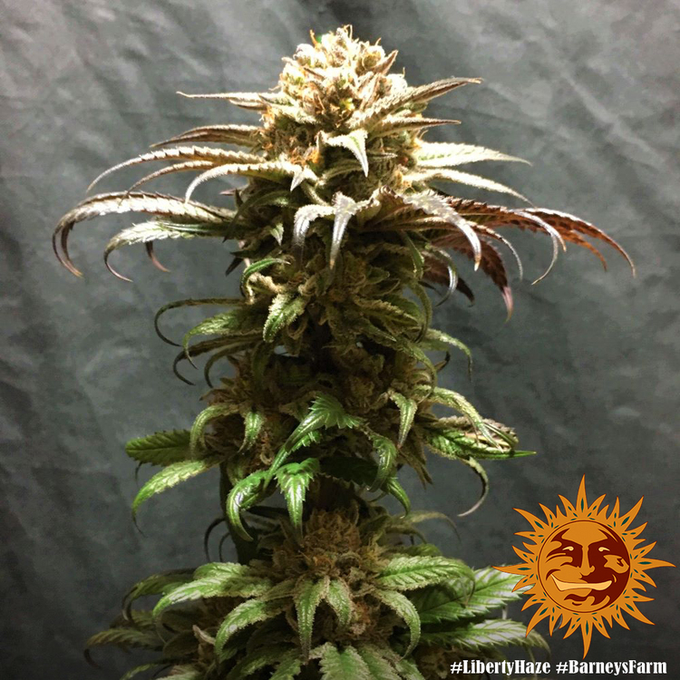 Barney's Farm - Liberty Haze (fem.)