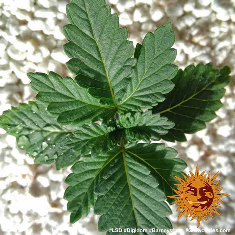 Barney's Farm - LSD (fem.)