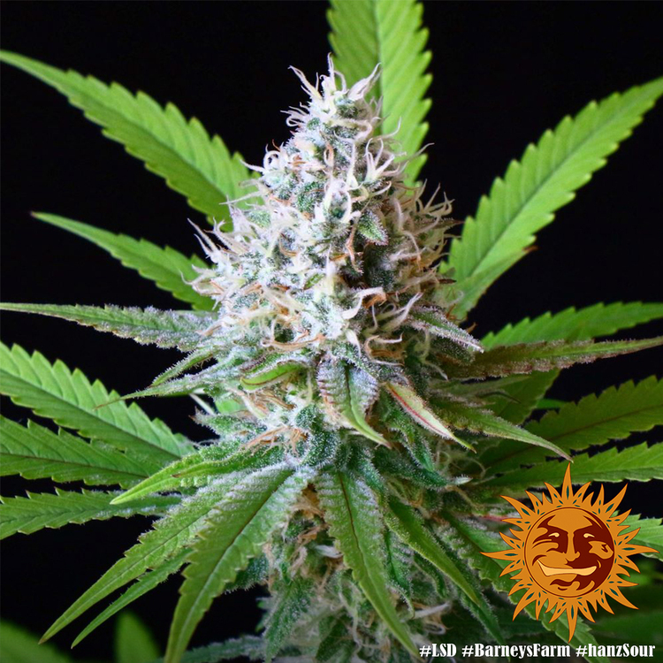 Barney's Farm - LSD (fem.)