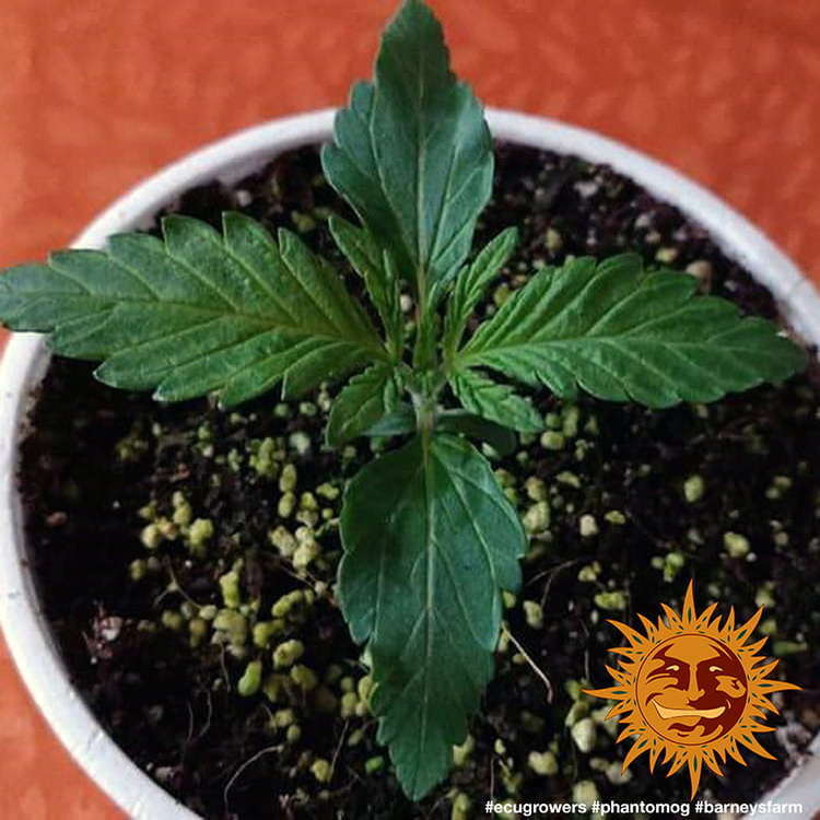 Barney's Farm - Phantom OG (fem.)