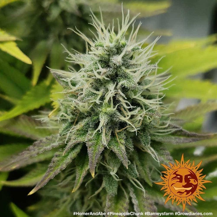 Barney's Farm - Pineapple Chunk (fem.)