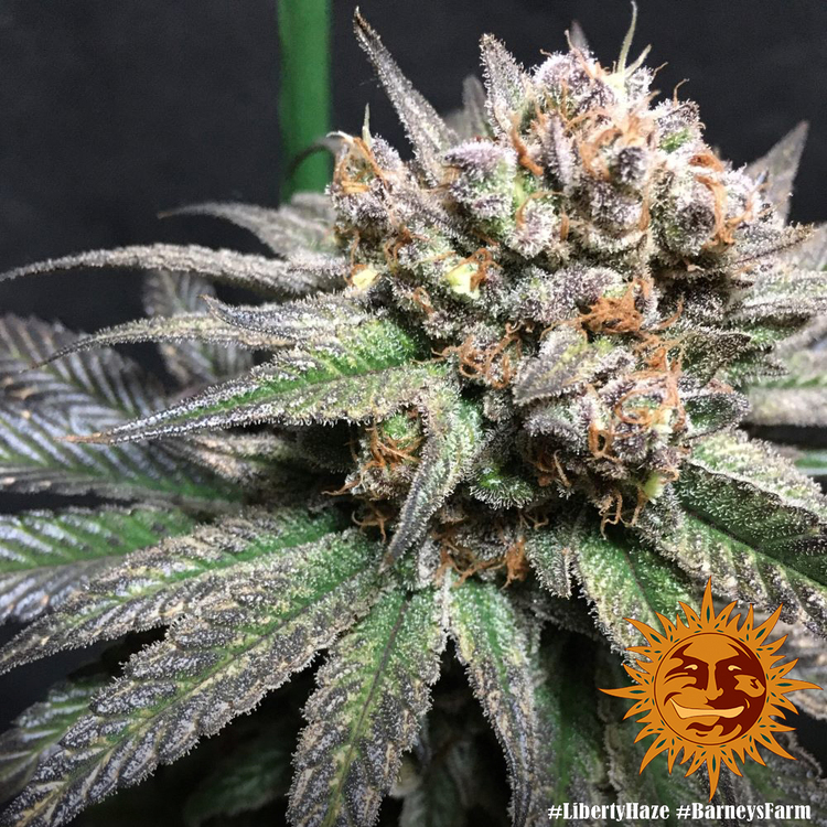 Barney's Farm - Liberty Haze (fem.)
