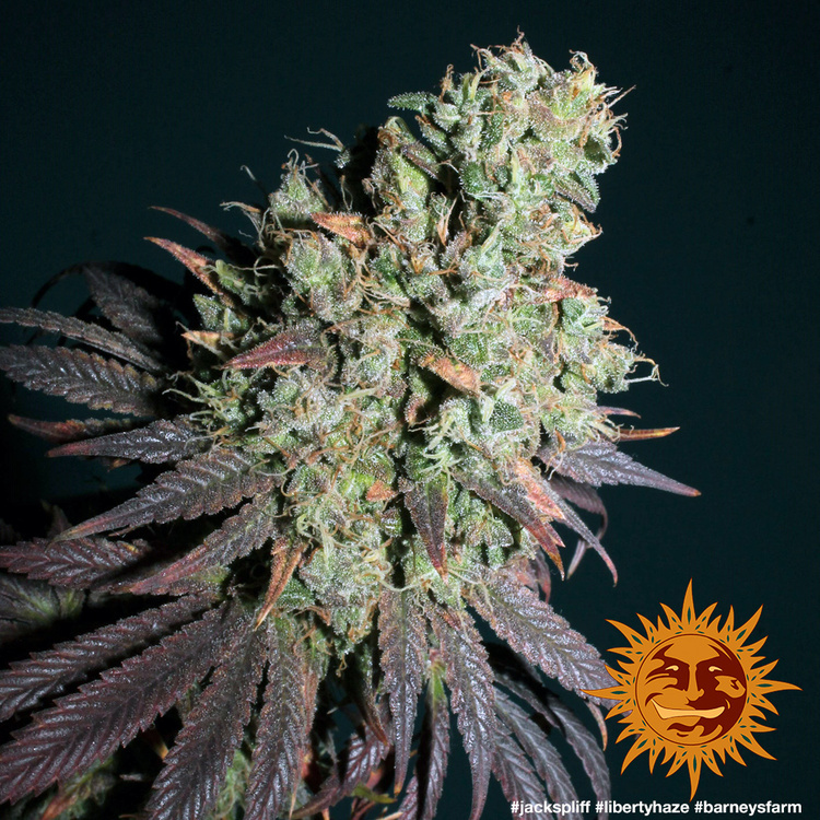 Barney's Farm - Liberty Haze (fem.)