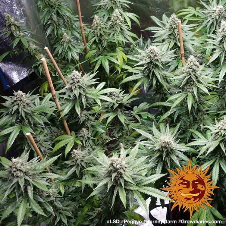 Barney's Farm - LSD (fem.)