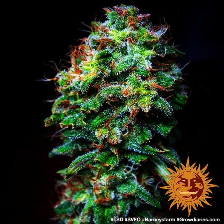 Barney's Farm - LSD (fem.)