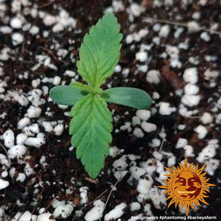 Barney's Farm - Phantom OG (fem.)